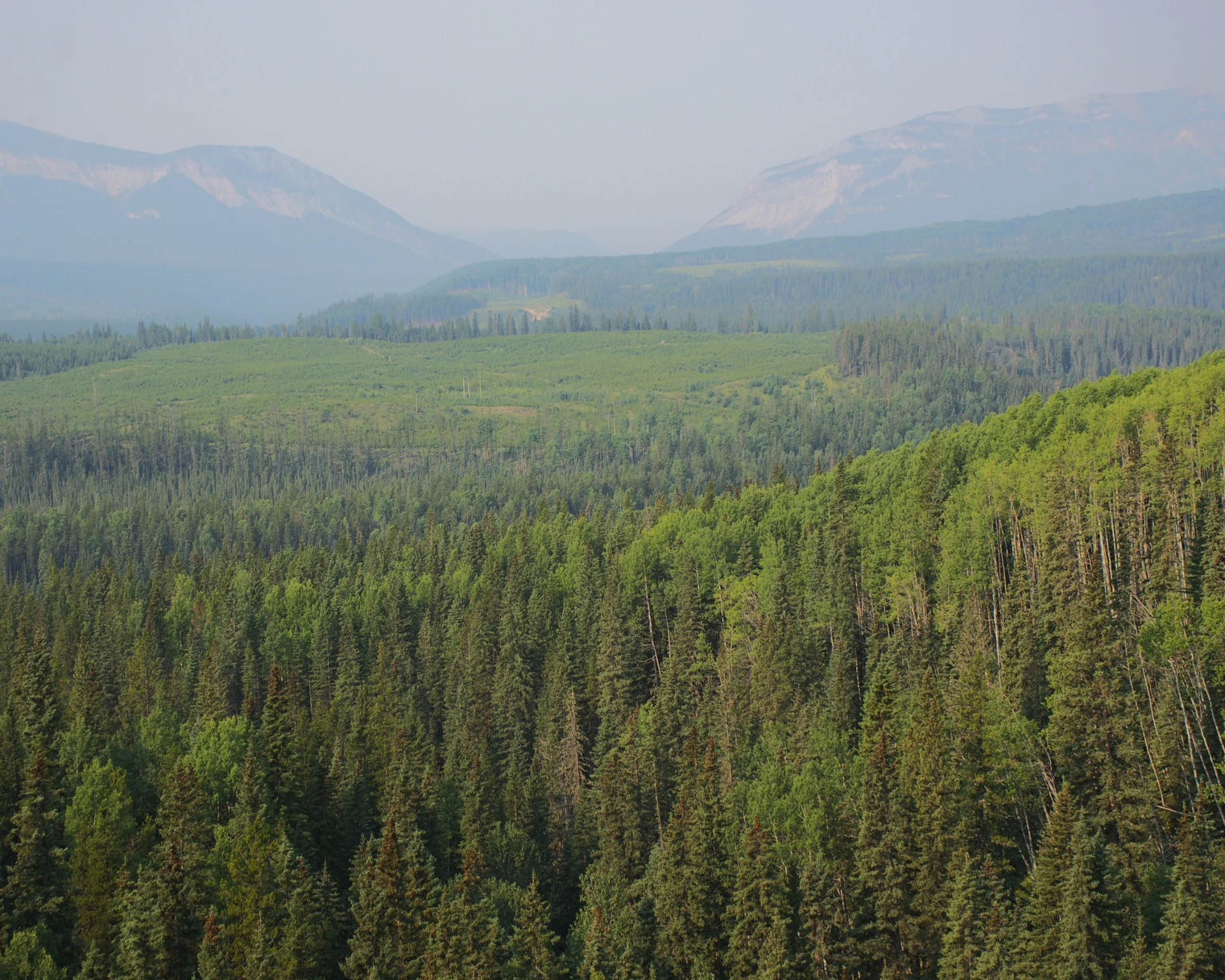 Forested Bighorn landscape beneath the Alberta Rockies