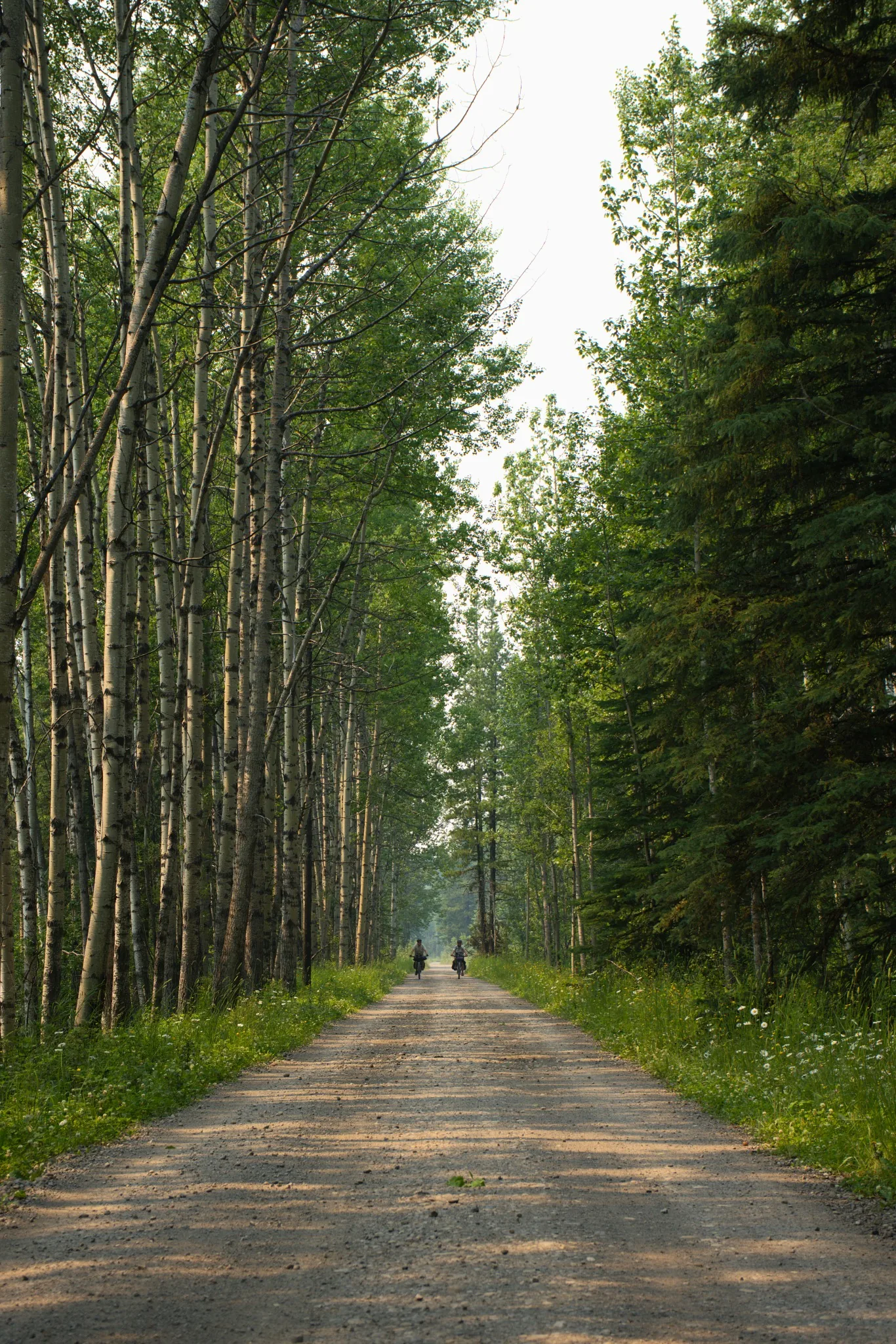 Bikepackers riding away along a forest road