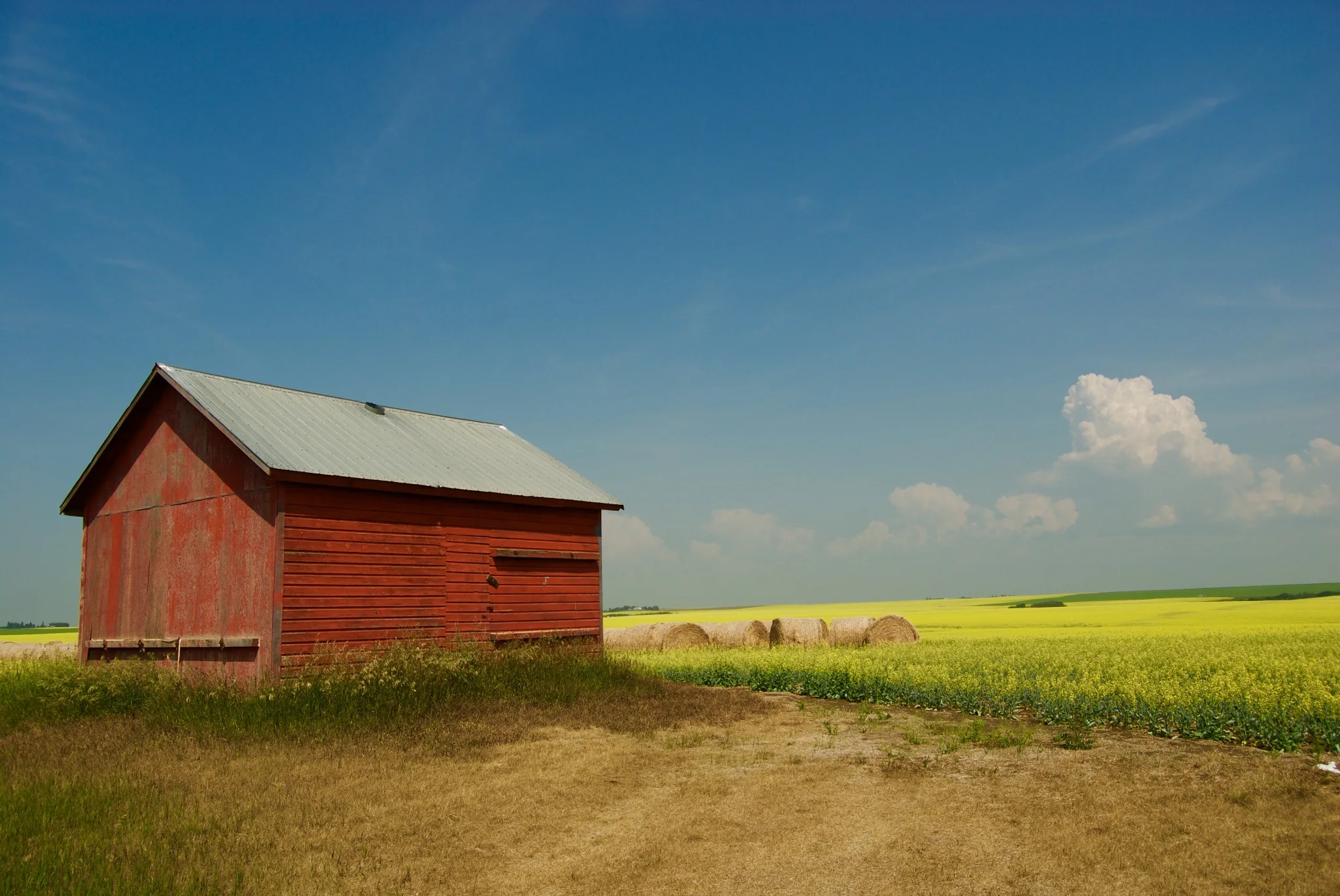 Red rural building beside a bright Alberta canola field under a wide blue sky